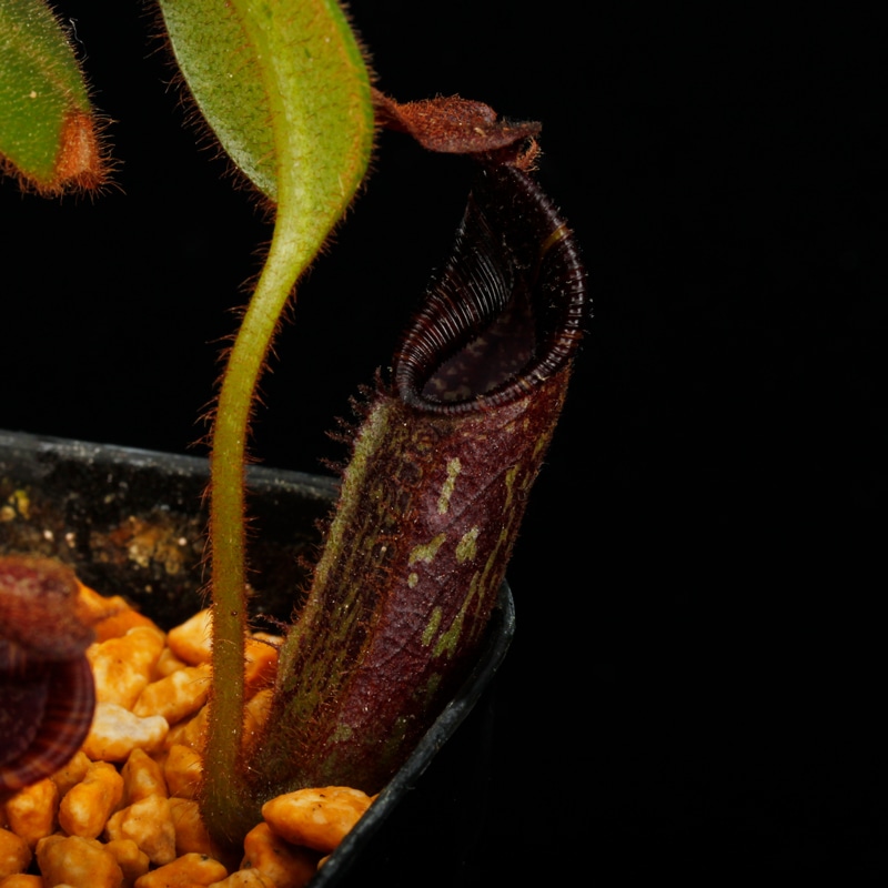 Nepenthes mollis ( hurrelliana ) [ ネペンテス・モリス