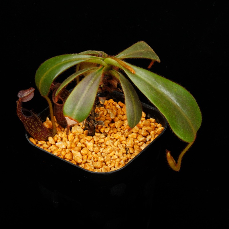 Nepenthes mollis ( hurrelliana )��[ �ͥڥ�ƥ�����ꥹ ]���� PN260728-04 ��
