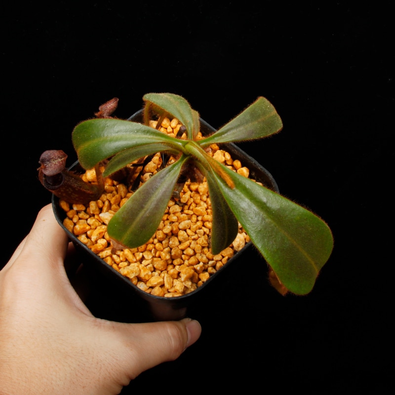 Nepenthes mollis ( hurrelliana )��[ �ͥڥ�ƥ�����ꥹ ]���� PN260728-04 ��