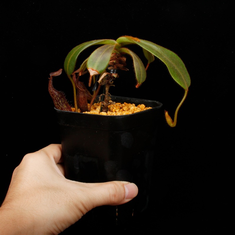 Nepenthes mollis ( hurrelliana )��[ �ͥڥ�ƥ�����ꥹ ]���� PN260728-04 ��