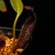 Nepenthes mollis ( hurrelliana )��[ �ͥڥ�ƥ�����ꥹ ]���� PN260728-04 ��
