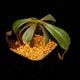 Nepenthes mollis ( hurrelliana )��[ �ͥڥ�ƥ�����ꥹ ]���� PN260728-04 ��