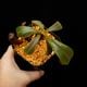 Nepenthes mollis ( hurrelliana )��[ �ͥڥ�ƥ�����ꥹ ]���� PN260728-04 ��