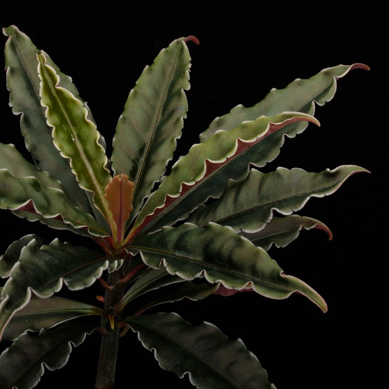 Labisia sp. " Central Vietnam "��[ ��ӥ��� sp. �٥ȥʥ໺ ]���� PN250305-07 ��