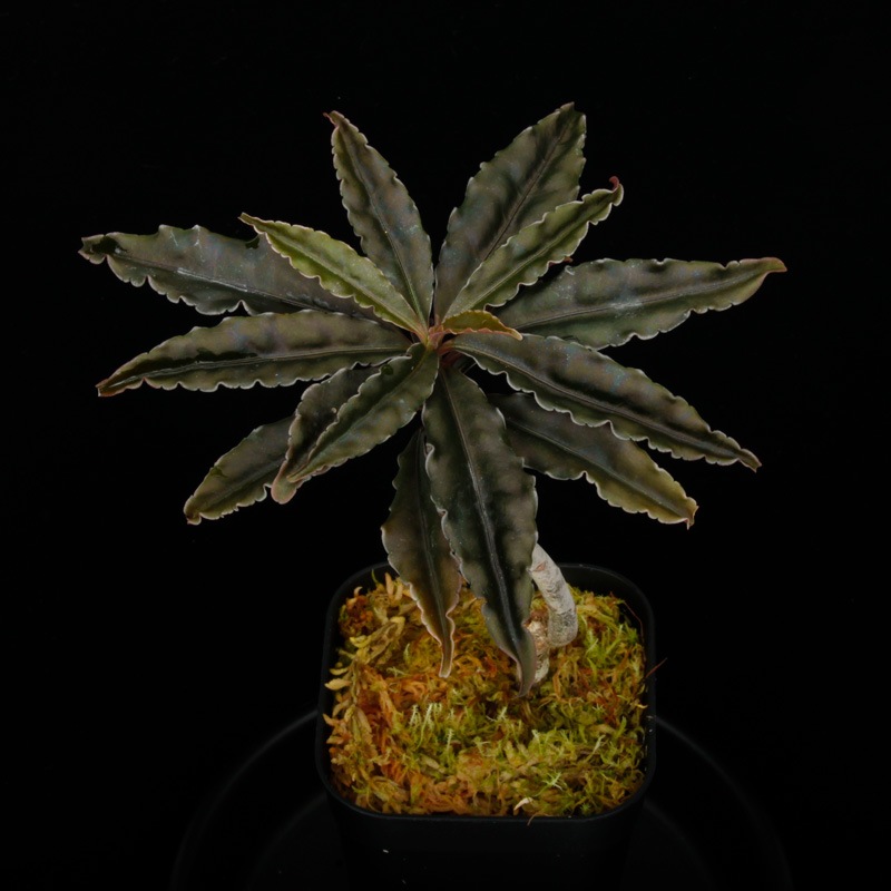 Labisia sp. " Central Vietnam "��[ ��ӥ��� sp. �٥ȥʥ໺ ]���� PN250305-07 ��