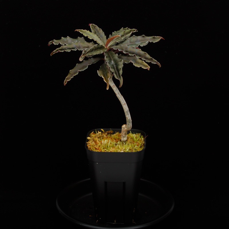 Labisia sp. " Central Vietnam "��[ ��ӥ��� sp. �٥ȥʥ໺ ]���� PN250305-07 ��