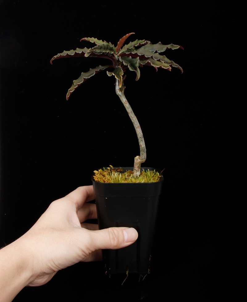 Labisia sp. " Central Vietnam "��[ ��ӥ��� sp. �٥ȥʥ໺ ]���� PN250305-07 ��