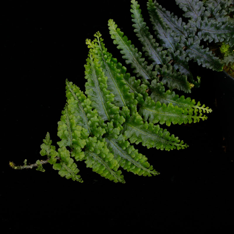 Teratophyllum rotundifoliatum��[ �ƥ�ȥե���ࡦ������ǥ��ե��ꥢ���� ]��1�ݥå�