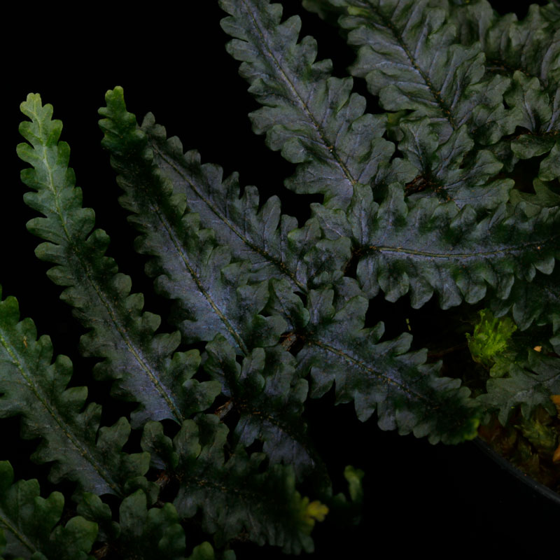 Teratophyllum rotundifoliatum��[ �ƥ�ȥե���ࡦ������ǥ��ե��ꥢ���� ]��1�ݥå�