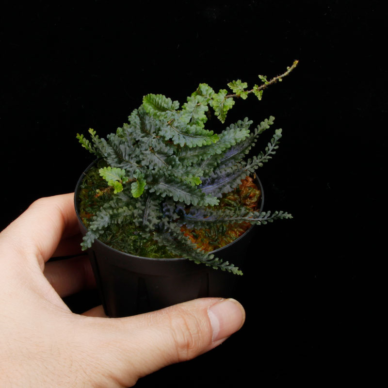 Teratophyllum rotundifoliatum��[ �ƥ�ȥե���ࡦ������ǥ��ե��ꥢ���� ]��1�ݥå�