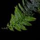 Teratophyllum rotundifoliatum��[ �ƥ�ȥե���ࡦ������ǥ��ե��ꥢ���� ]��1�ݥå�