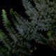Teratophyllum rotundifoliatum��[ �ƥ�ȥե���ࡦ������ǥ��ե��ꥢ���� ]��1�ݥå�