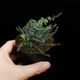Teratophyllum rotundifoliatum��[ �ƥ�ȥե���ࡦ������ǥ��ե��ꥢ���� ]��1�ݥå�