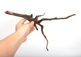 Drift Wood / �ɥ�եȥ��åɡ��� �֥�å� / S / NB2508-16 �� [ �ѥ���ꥦ�ࡢ�����ꥦ��Υ쥤�����Ȥ˺�Ŭ��ή�� ]