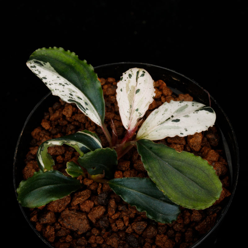 Bucephalandra sp. Variegata��[ �֥��ե����ɥ� sp. " ���� " ] (��������)���� PN260501-01 ��