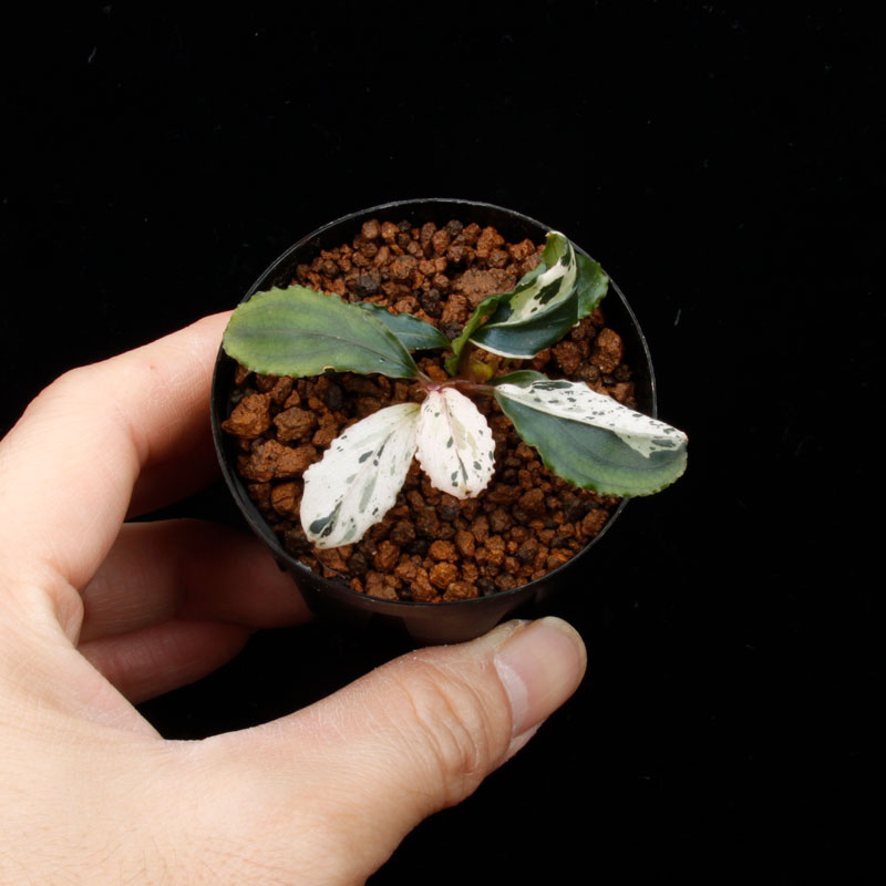 Bucephalandra sp. Variegata��[ �֥��ե����ɥ� sp. " ���� " ] (��������)���� PN260501-01 ��