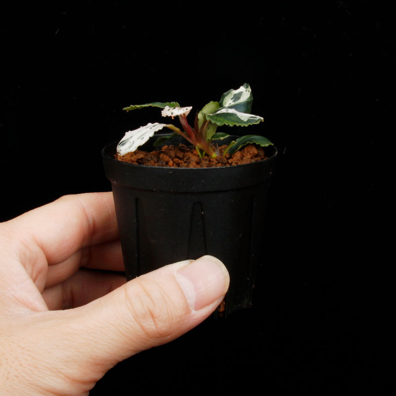 Bucephalandra sp. Variegata��[ �֥��ե����ɥ� sp. " ���� " ] (��������)���� PN260501-01 ��