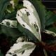 Bucephalandra sp. Variegata��[ �֥��ե����ɥ� sp. " ���� " ] (��������)���� PN260501-01 ��