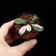Bucephalandra sp. Variegata��[ �֥��ե����ɥ� sp. " ���� " ] (��������)���� PN260501-01 ��