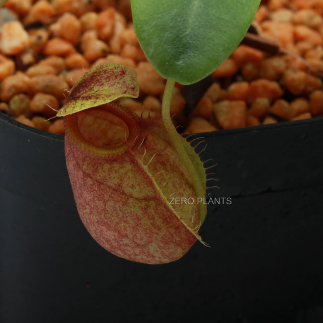 Nepenthes undulatifolia��[ �ͥڥ�ƥ�������ǥ��ƥ��ե��ꥢ ]���� PN180318-04 ��