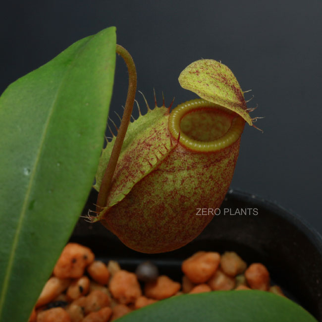 Nepenthes undulatifolia��[ �ͥڥ�ƥ�������ǥ��ƥ��ե��ꥢ ]���� PN180318-04 ��