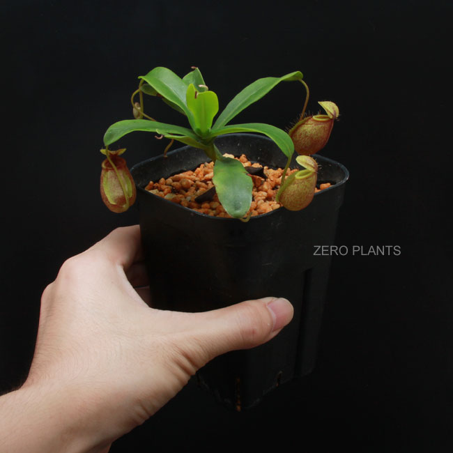 Nepenthes undulatifolia��[ �ͥڥ�ƥ�������ǥ��ƥ��ե��ꥢ ]���� PN180318-04 ��