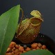 Nepenthes undulatifolia��[ �ͥڥ�ƥ�������ǥ��ƥ��ե��ꥢ ]���� PN180318-04 ��