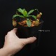 Nepenthes undulatifolia��[ �ͥڥ�ƥ�������ǥ��ƥ��ե��ꥢ ]���� PN180318-04 ��