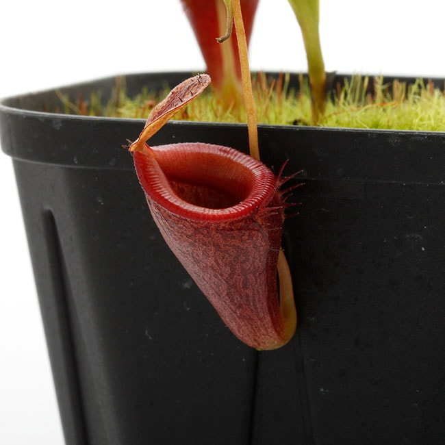 Nepenthes jamban [ ネペンテス・ジャンバン ] 【 Borneo Exotics / BE