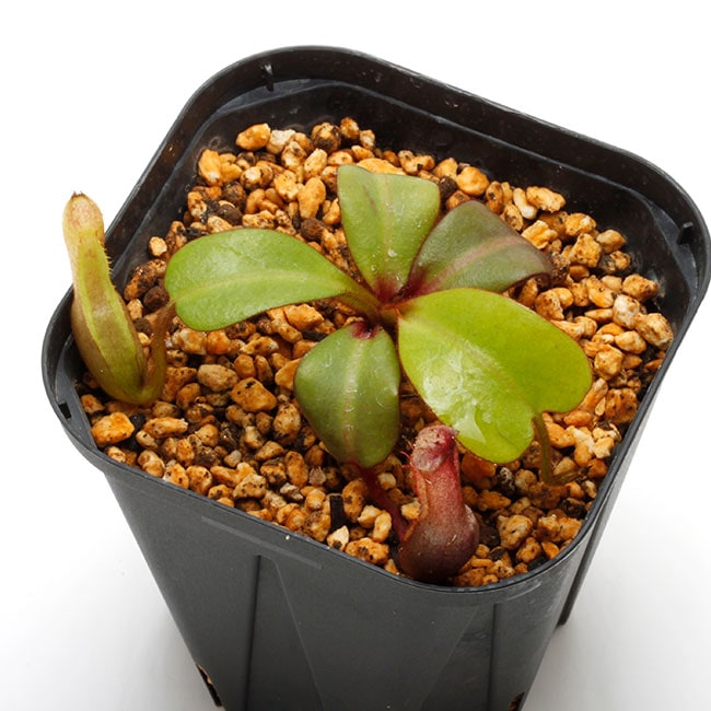 Nepenthes clipeata [ ネペンテス・クリペアタ ] 【 PN210622-04 】