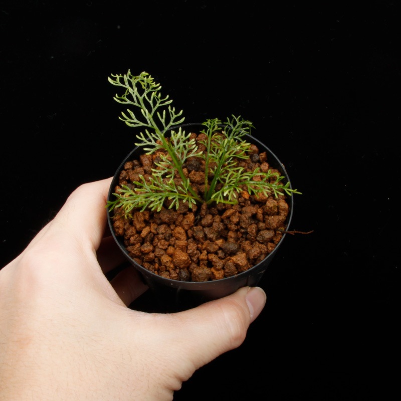 Asplenium sp. " Gn.Saran ɡ[ ץ˥ sp.̥󥵥 ] 250311-08 