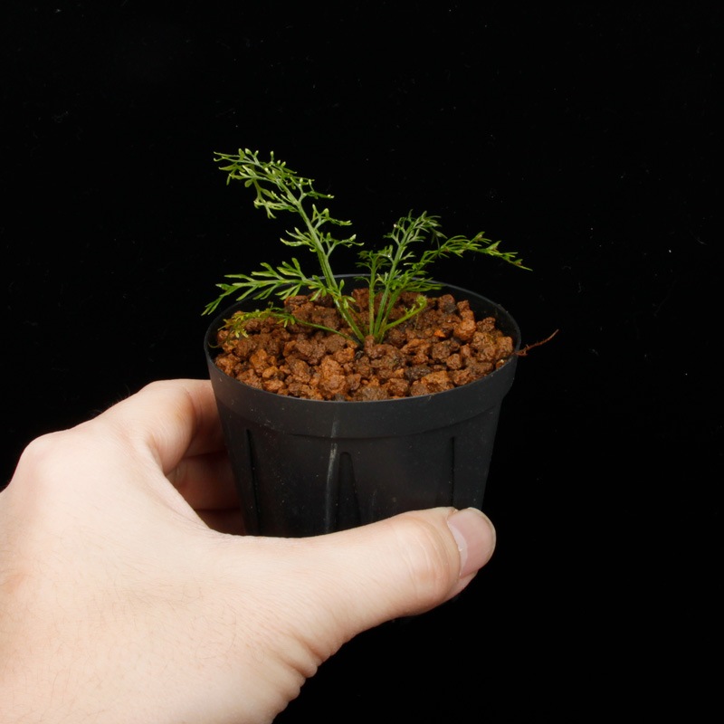 Asplenium sp. " Gn.Saran ɡ[ ץ˥ sp.̥󥵥 ] 250311-08 