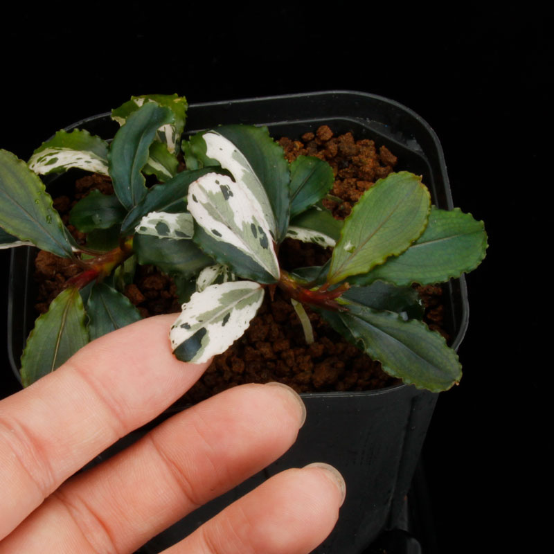 Bucephalandra sp. Variegata��[ �֥��ե����ɥ� sp. " ���� " ] (��������)���� PN260501-02 ��