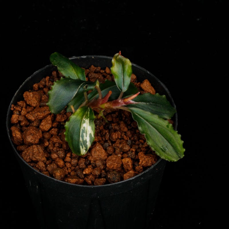 Bucephalandra sp. Variegata��[ �֥��ե����ɥ� sp. " ���� " ] (��������)���� PN260501-02 ��