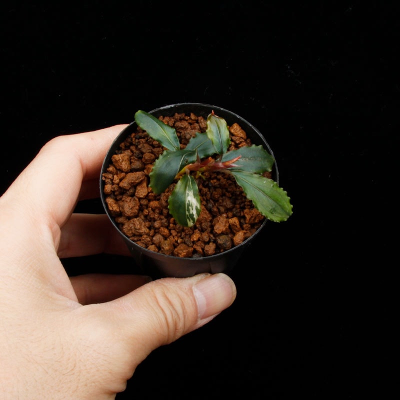 Bucephalandra sp. Variegata��[ �֥��ե����ɥ� sp. " ���� " ] (��������)���� PN260501-02 ��