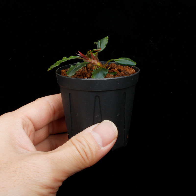 Bucephalandra sp. Variegata��[ �֥��ե����ɥ� sp. " ���� " ] (��������)���� PN260501-02 ��
