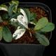 Bucephalandra sp. Variegata��[ �֥��ե����ɥ� sp. " ���� " ] (��������)���� PN260501-02 ��