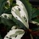 Bucephalandra sp. Variegata��[ �֥��ե����ɥ� sp. " ���� " ] (��������)���� PN260501-02 ��