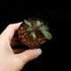 Bucephalandra sp. Variegata��[ �֥��ե����ɥ� sp. " ���� " ] (��������)���� PN260501-02 ��