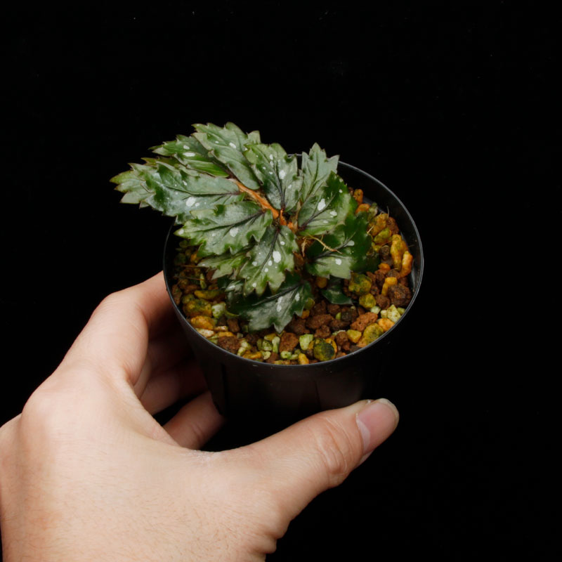 Begonia sp.  �� Papua New Guinea �ɡ�[ �٥��˥� sp. �ѥץ��˥塼���˥� ]��1�ݥå�