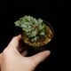 Begonia sp.  �� Papua New Guinea �ɡ�[ �٥��˥� sp. �ѥץ��˥塼���˥� ]��1�ݥå�