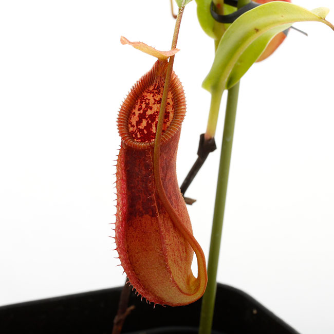 Nepenthes singalana x hamata [ ネペンテス・シンガラナ×ハマタ