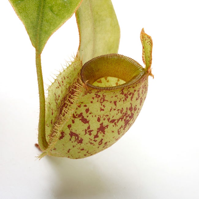 Nepenthes ampullaria " Tricolor spotted "[ ͥڥƥץꥢ ] PN210501-05 