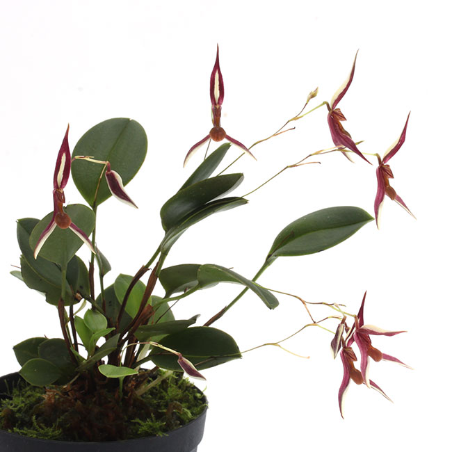 Stelis mystax ��[ ���ƥꥹ���ߥ������� ]���� PN241025-06 ��