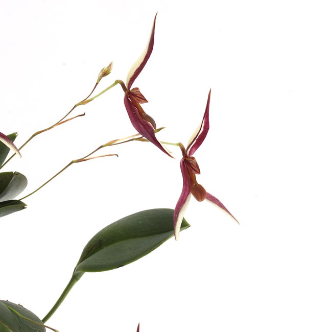 Stelis mystax ��[ ���ƥꥹ���ߥ������� ]���� PN241025-06 ��