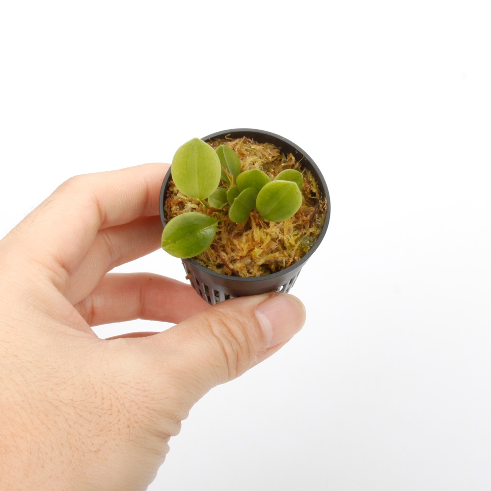 Stelis mystax ��[ ���ƥꥹ���ߥ������� ]���� PN241025-06 ��