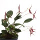 Stelis mystax ��[ ���ƥꥹ���ߥ������� ]���� PN241025-06 ��