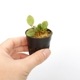 Stelis mystax ��[ ���ƥꥹ���ߥ������� ]���� PN241025-06 ��