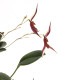 Stelis mystax ��[ ���ƥꥹ���ߥ������� ]���� PN241025-06 ��