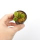 Stelis mystax ��[ ���ƥꥹ���ߥ������� ]���� PN241025-06 ��